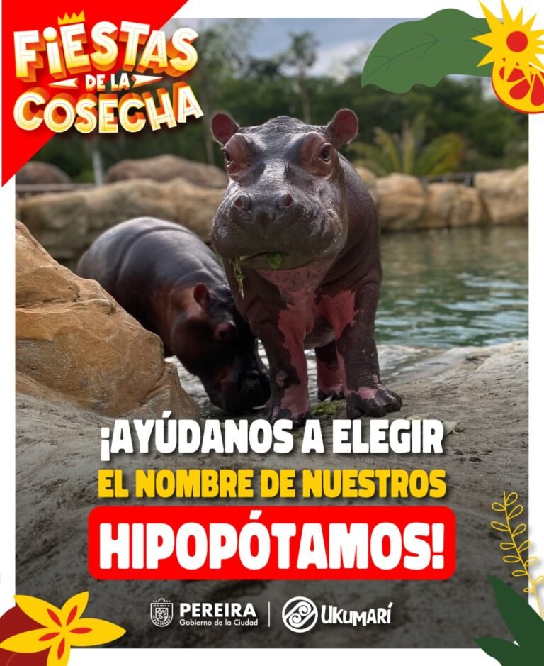 LOS NUEVOS HIPOPÓTAMOS DEL BIOPARQUE UKUMARÍ BUSCAN UN NOMBRE