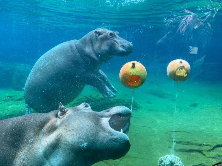 ¡ASÍ SE CELEBRA HALLOWEEN EN EL BIOPARQUE UKUMARÍ!