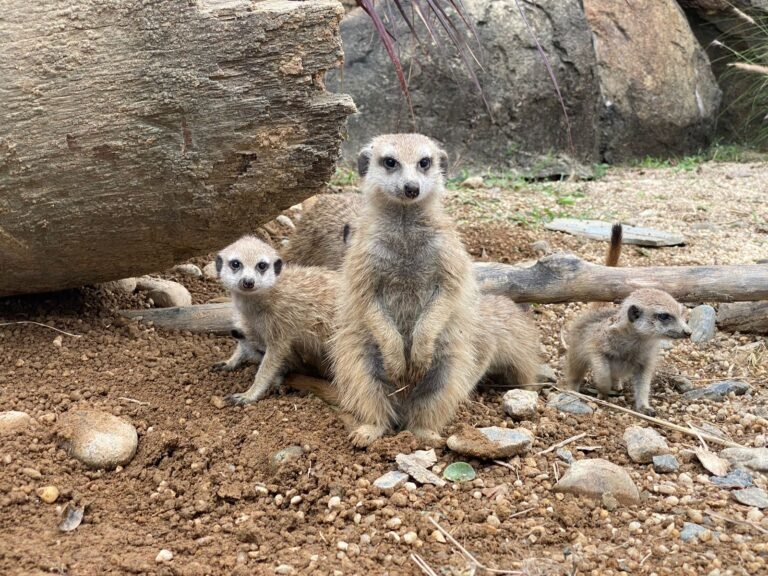 PEREIRA LES DA LA BIENVENIDA A CUATRO NUEVAS SURICATAS QUE NACIERON EN EL BIOPARQUE UKUMARÌ