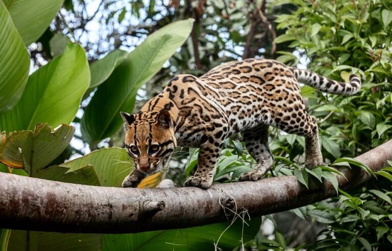Ocelote