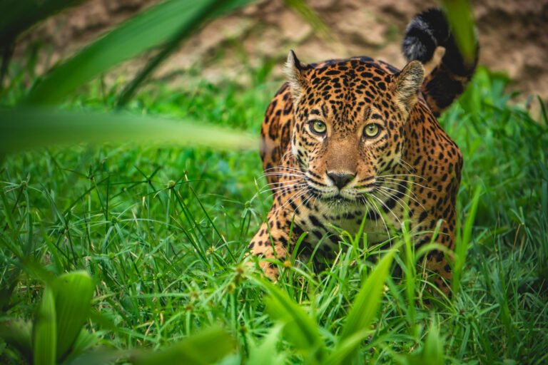 MILAGROS, LA JAGUAR «CONSENTIDA DEL BIO», LISTA PARA CONQUISTAR SU HÁBITAT NATURAL EN UKUMARÍ