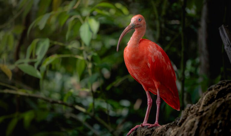 Ibis Escarlata