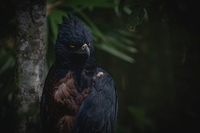 Águila Real de Montaña