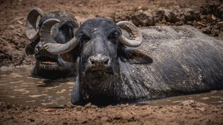 Búfalo de Agua