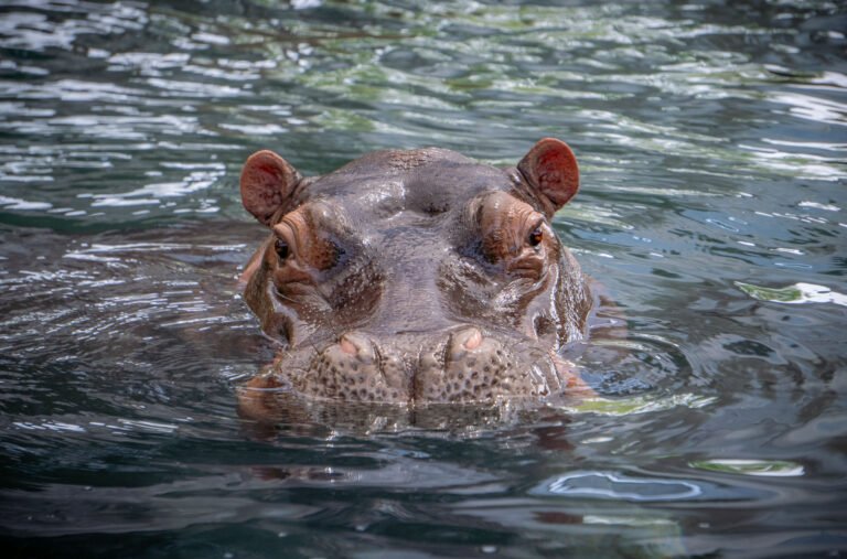 Hipopótamo
