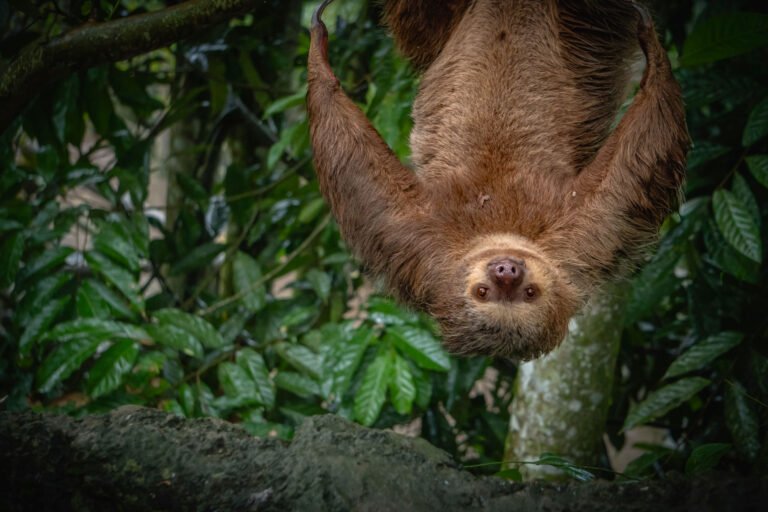 Perezoso de Dos Dedos