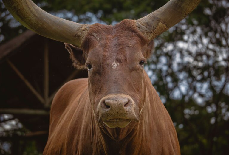 Watusi