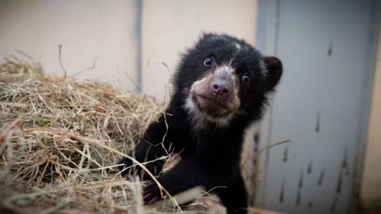FURA, OSEZNO EN EL BIOPARQUE UKUMARÍ