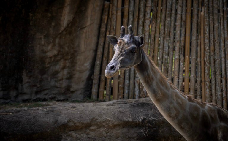BIOPARQUE UKUMARÍ CELEBRA EL CUMPLEAÑOS DE OTÚN CON UNA PROMOCIÓN ESPECIAL