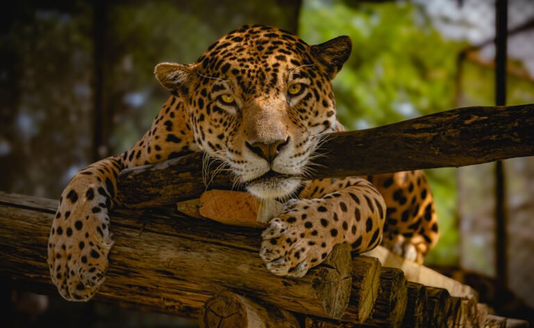 Jaguar