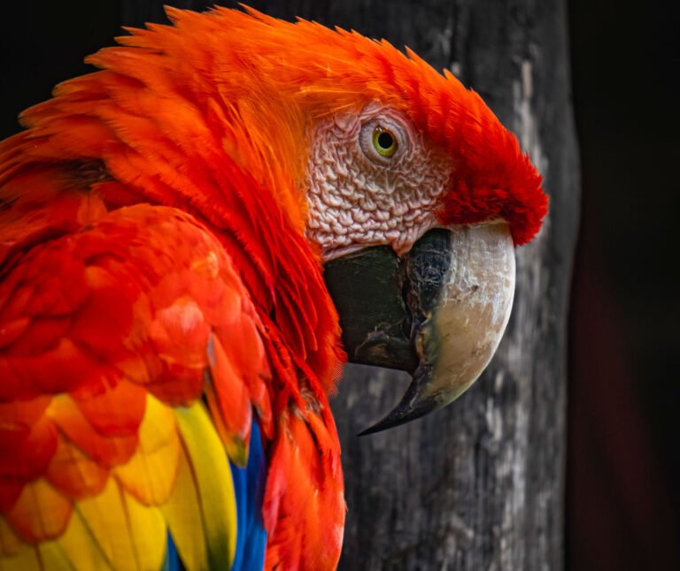 Guacamaya Bandera
