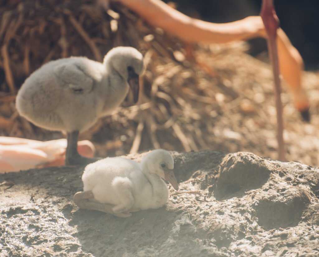 UKUMARÍ CELEBRA NACIMIENTOS DE ESPECIES SILVESTRES
