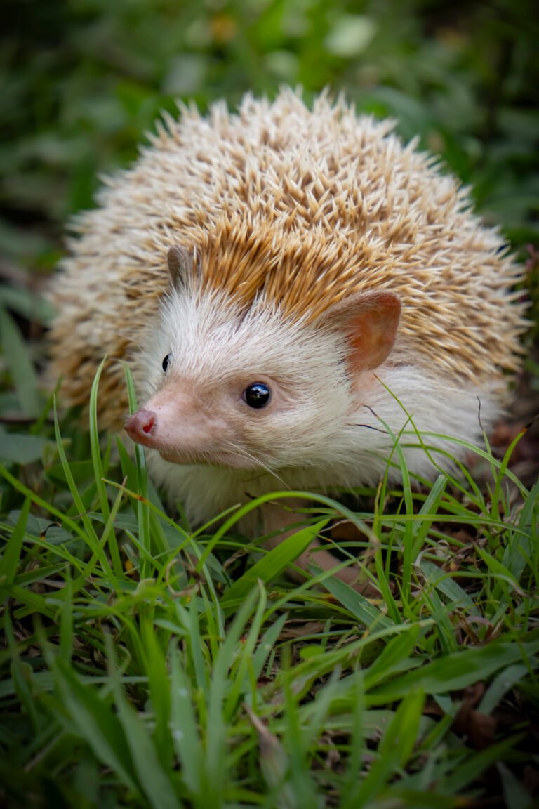 Erizo Pigmeo Africano