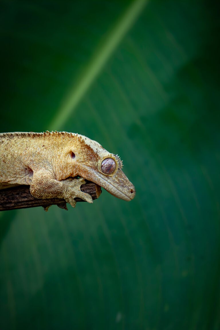 Gecko Crestado