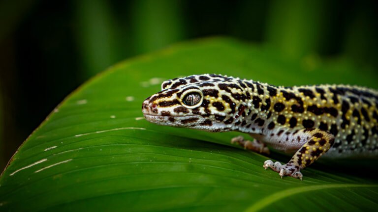 Gecko Leopardo