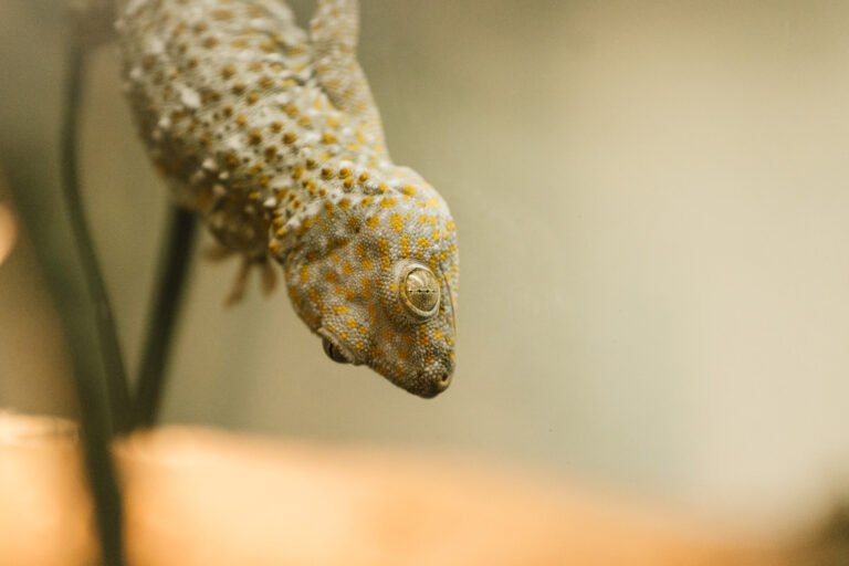 Gecko Leopardo