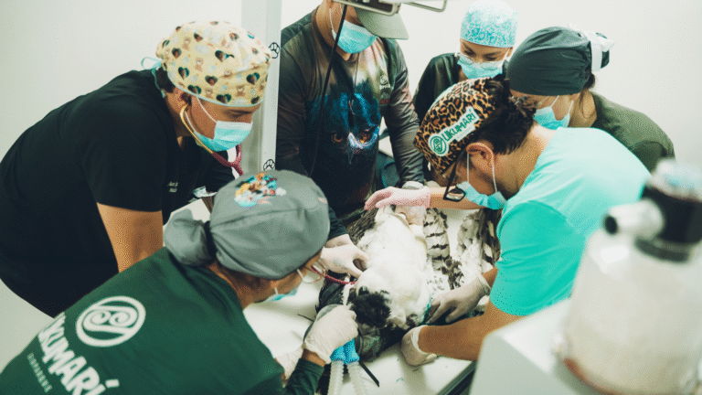 Cirugía de alta complejidad en Ukumarí busca devolver el vuelo a águila arpía